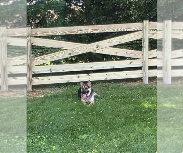 Medium Photo #4 German Shepherd Dog-Unknown Mix Puppy For Sale in Spotsylvania, VA, USA
