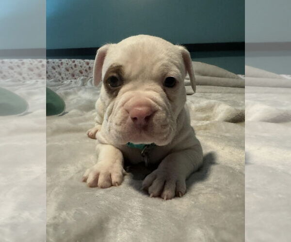 Medium Photo #2 Bull-Boxer Puppy For Sale in Holly Springs, NC, USA