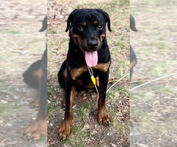 Medium Photo #1 Rottweiler Puppy For Sale in Hillsboro, NH, USA