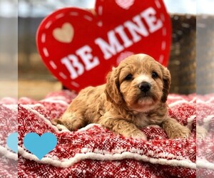 Cavapoo Puppy for sale in DRY RUN, PA, USA