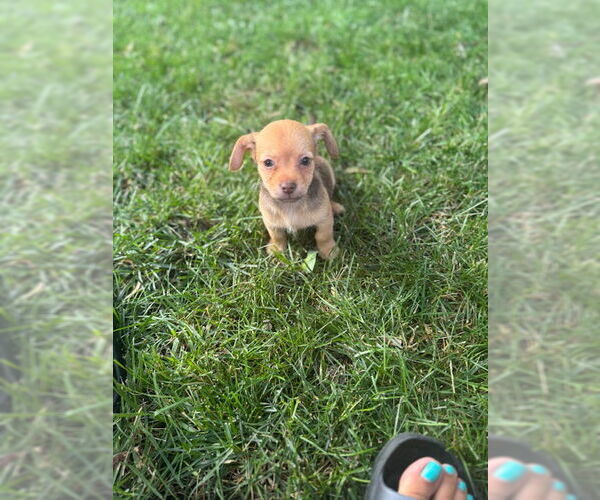 Medium Photo #1 Chihuahua-Unknown Mix Puppy For Sale in Plainfield, IL, USA