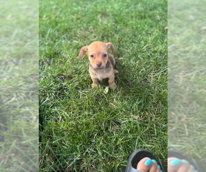 Chihuahua-Unknown Mix Dogs for adoption in Plainfield, IL, USA