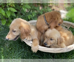 Golden Retriever Puppy for sale in SACRAMENTO, CA, USA