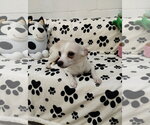 Small #2 Chihuahua