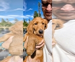 Puppy 7 Goldendoodle mix (+ Poodle Standard)