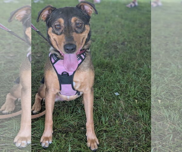 Medium Photo #5 Mutt Puppy For Sale in Brooklyn Center, MN, USA