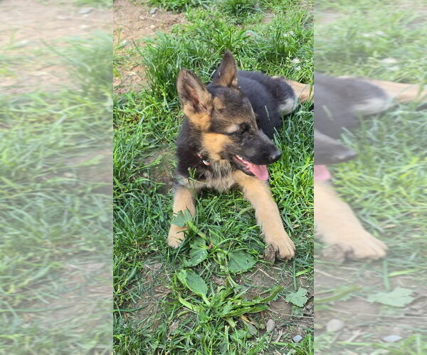 Medium Photo #17 German Shepherd Dog Puppy For Sale in MONROE, WA, USA