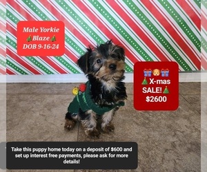 Yorkshire Terrier Puppy for sale in TUCSON, AZ, USA