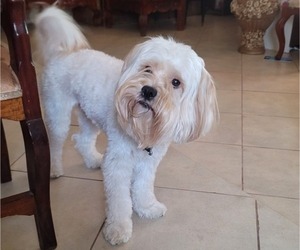 Father of the Lhasa Apso puppies born on 05/13/2025