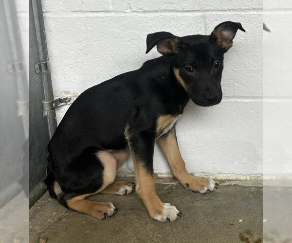Medium Photo #1 Labrador Retriever-Unknown Mix Puppy For Sale in Sterling, MA, USA