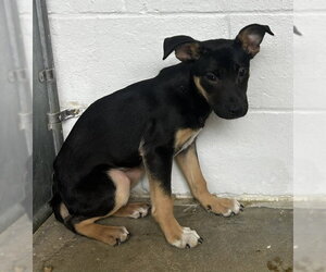 Labrador Retriever-Unknown Mix Dogs for adoption in Sterling, MA, USA