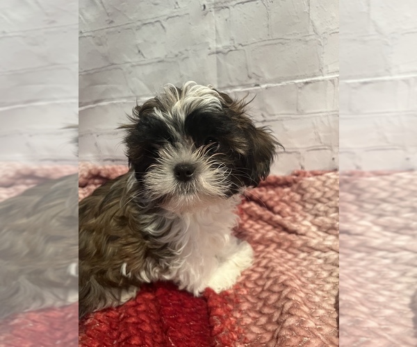 Medium Photo #6 Shih Tzu Puppy For Sale in ROSEVILLE, OH, USA