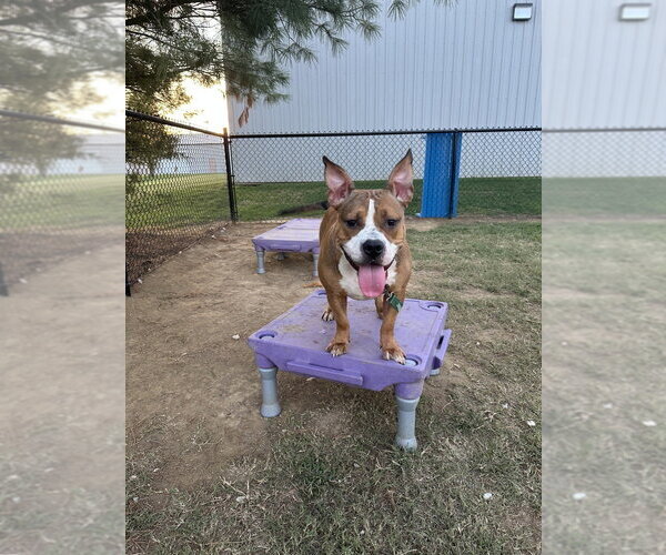 Medium Photo #1 Mutt Puppy For Sale in Evansville, IN, USA