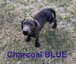 Small Photo #5 Labrador Retriever Puppy For Sale in HAGERMAN, ID, USA