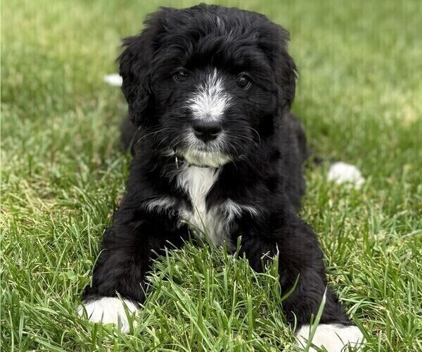 Medium Photo #16 Bernedoodle Puppy For Sale in SPRINGFIELD, OH, USA