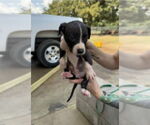 Small Photo #5 American Staffordshire Terrier-Unknown Mix Puppy For Sale in Lakewood, CO, USA