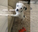 Small Photo #1  Puppy For Sale in , 