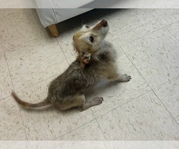 Medium Photo #9 Chihuahua-Unknown Mix Puppy For Sale in Princeton, MN, USA