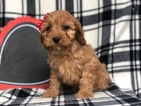 Small Photo #3 Cavapoo Puppy For Sale in CEDAR LANE, PA, USA