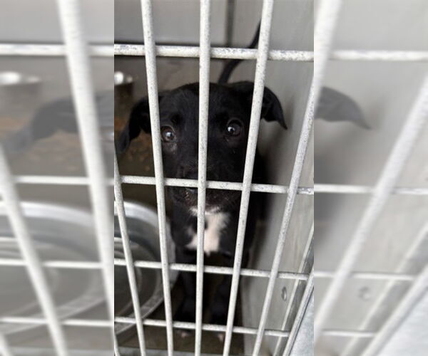Medium Photo #2 Mutt Puppy For Sale in San Bernardino, CA, USA