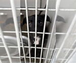 Small #1 Mutt