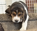 Puppy 5 Beagle