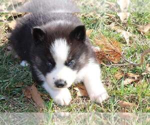 Siberian Husky Puppy for sale in CLAREMONT, NC, USA