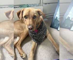 Labrador Retriever-Unknown Mix Dogs for adoption in Anchorage, AK, USA