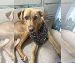 Small Labrador Retriever Mix