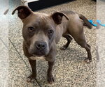 Small American Pit Bull Terrier