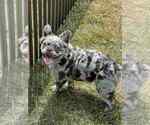 Puppy Zander AKC French Bulldog