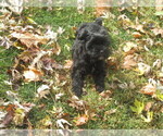 Small Photo #2 Shorkie Tzu Puppy For Sale in GALVA, IL, USA