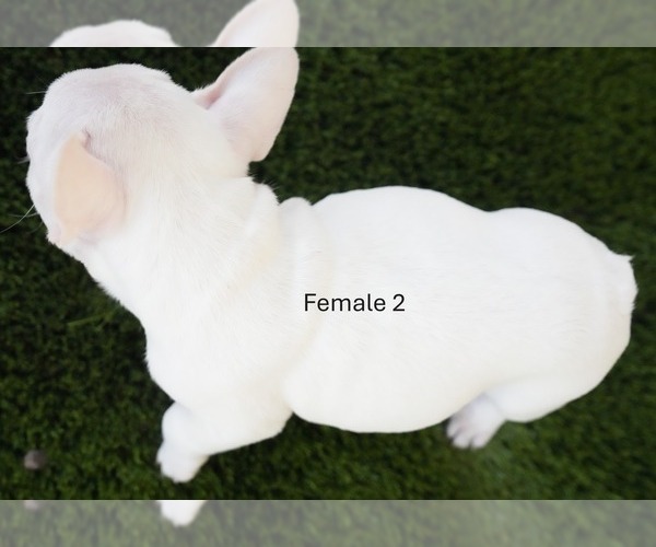 Medium Photo #6 French Bulldog Puppy For Sale in EL CAJON, CA, USA