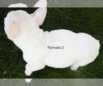 Small #5 French Bulldog