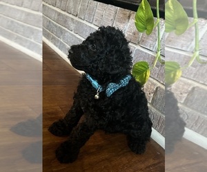 Poodle (Standard) Puppy for sale in WRAY, GA, USA