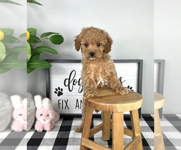 Medium Photo #1 Cavapoo Puppy For Sale in FRANKLIN, IN, USA
