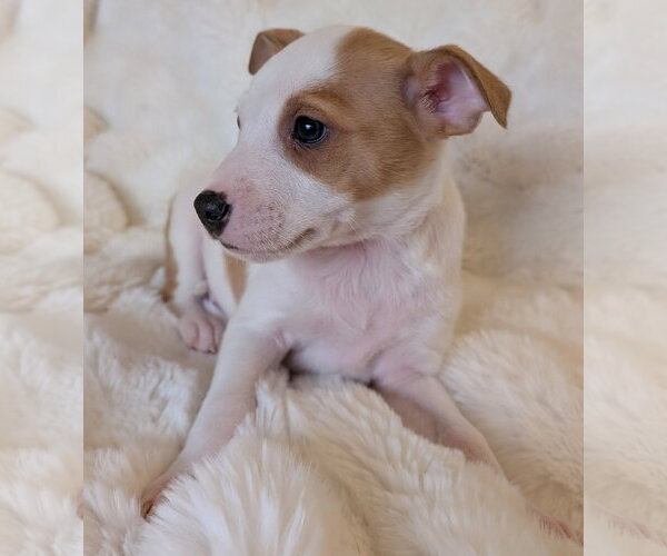 Medium Photo #4 Mutt Puppy For Sale in Brooklyn Center, MN, USA