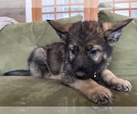 Small #5 German Shepherd Dog