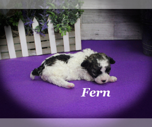 Medium Photo #9 Poodle (Toy) Puppy For Sale in CHANUTE, KS, USA