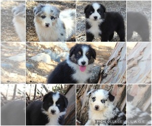 Australian Shepherd Puppy for Sale in ACTON, California USA
