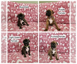 Boxer Puppy for sale in MYRTLE BEACH, SC, USA