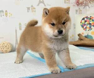 Shiba Inu Puppy for sale in NEW YORK, NY, USA