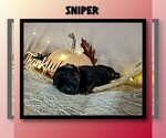 Puppy Sniper German Shepherd Dog