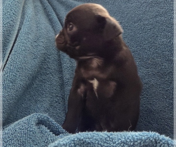 Medium Photo #3 Pug Puppy For Sale in HILLSDALE, MI, USA