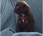 Small #2 Pug
