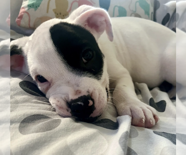 Medium Photo #4 Mutt Puppy For Sale in Brooklyn, NY, USA