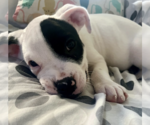 Small #3 Mutt