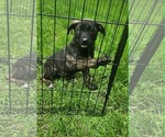 Small #1 Labrador Retriever Mix