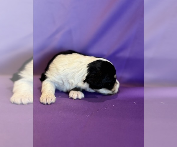 Medium Photo #12 Corgipoo Puppy For Sale in LONGMONT, CO, USA