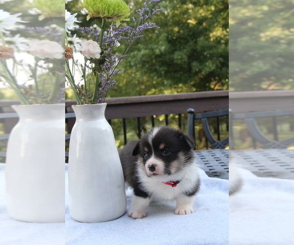 Medium Photo #22 Pembroke Welsh Corgi Puppy For Sale in FAIR GROVE, MO, USA